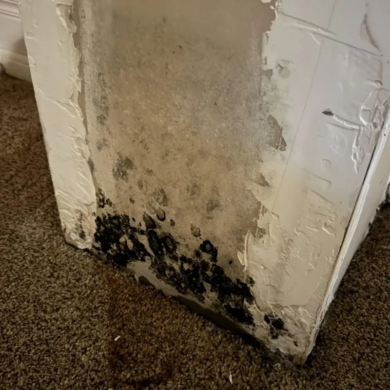 Professional Mold Removal in Fresno, TX